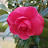BLOOMING L