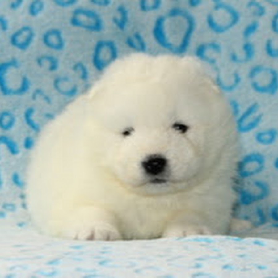 AMLnZu-_ZF-OXtPep3LGrnr-R7xCknC799Wr8uRi5iJ1=s900-c-k-c0x00ffffff-no-rj