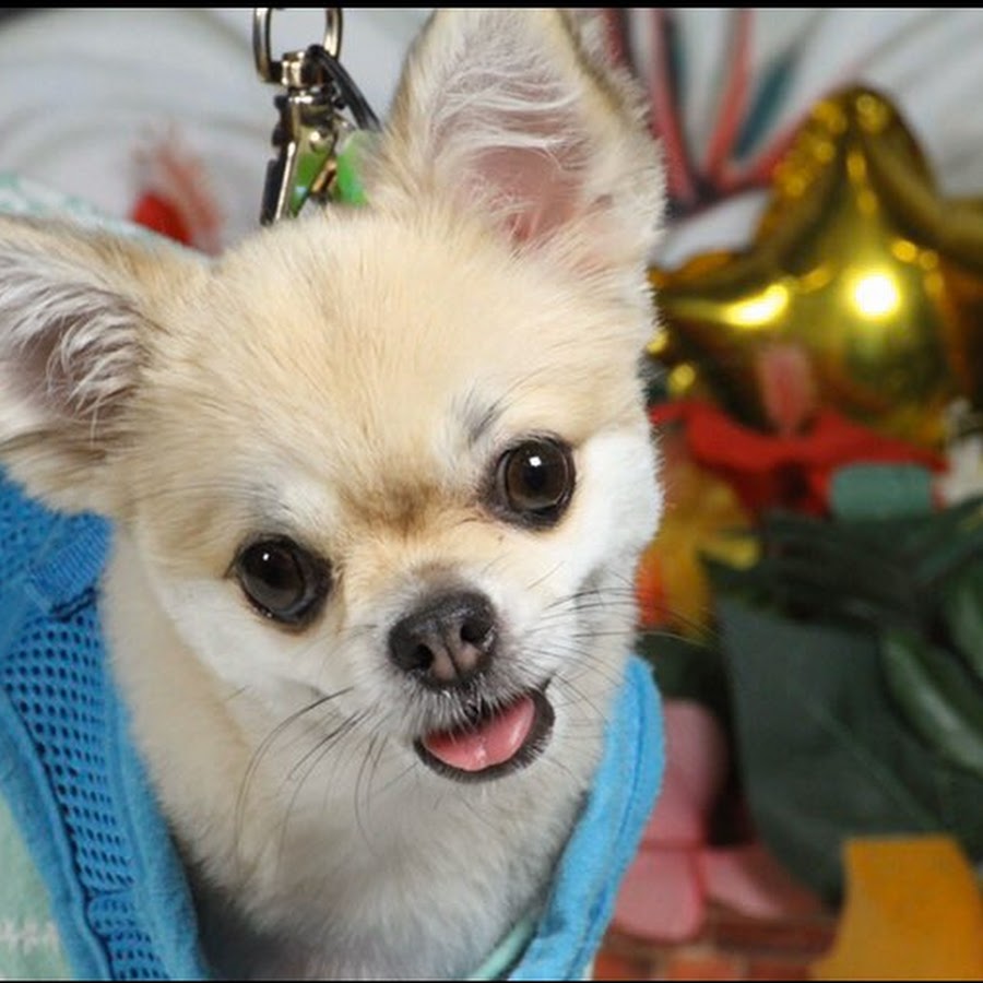 Rescue Dog Chihuahua 保護犬チワワ ルゥtube Youtube