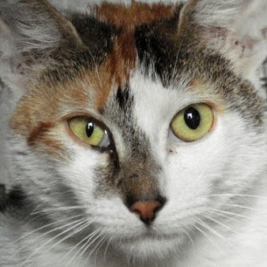 Один глаз открыт другой закрыт. Мигательная перепонка у кошек. Анизокория у кота. Мигательная перепонка (третье веко).