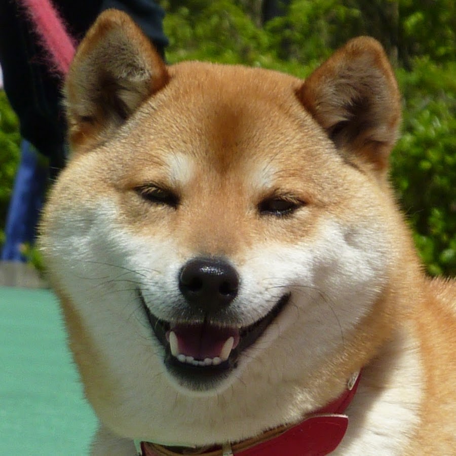 柴犬もも Youtube