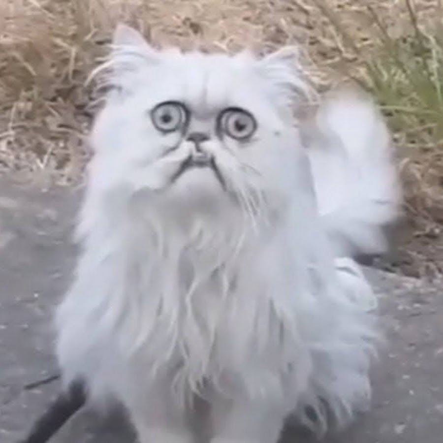 Кот уилфред
