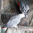 African Grey & Daily Life