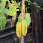 Subtropical Fruit Garden YouTube Profile Photo