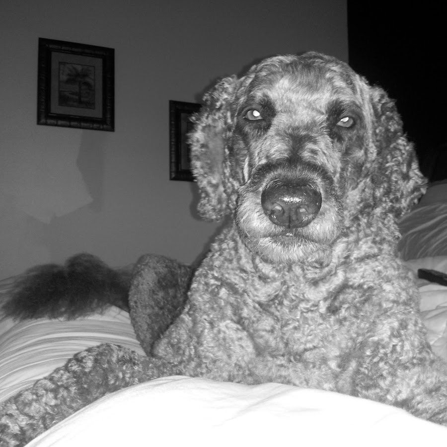 AMLnZucWsnrLGj8gn2HY2_FZoFfNxW4pWdc3RlS1c7xg=s900ckc0x00ffffffnorj