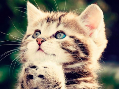 [最も人気のある！] おもしろ 可愛い 猫 画像 489485-猫 可愛い 面白 画像