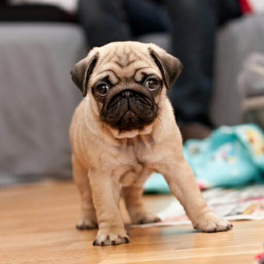 Pug al fresco Baby pugs, Cute pugs, Pugs