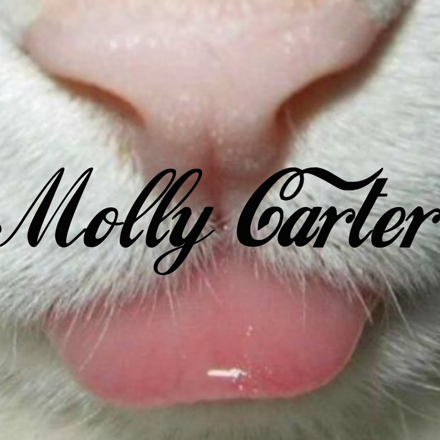 AMLnZu-flDIYudRcK_tfkUQBIPOY_VMJkya20zzpbDSPMQ=s900-c-k-c0x00ffffff-no-rj