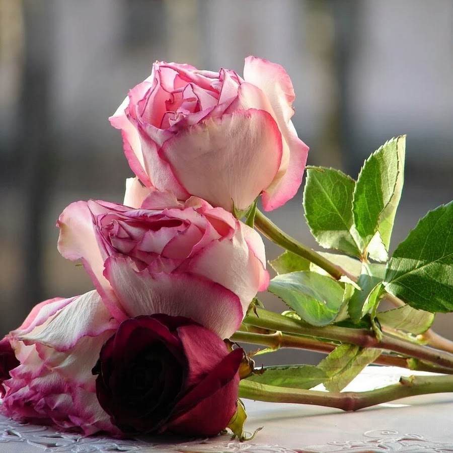 Роза Happy Thursday