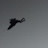 The Mothman