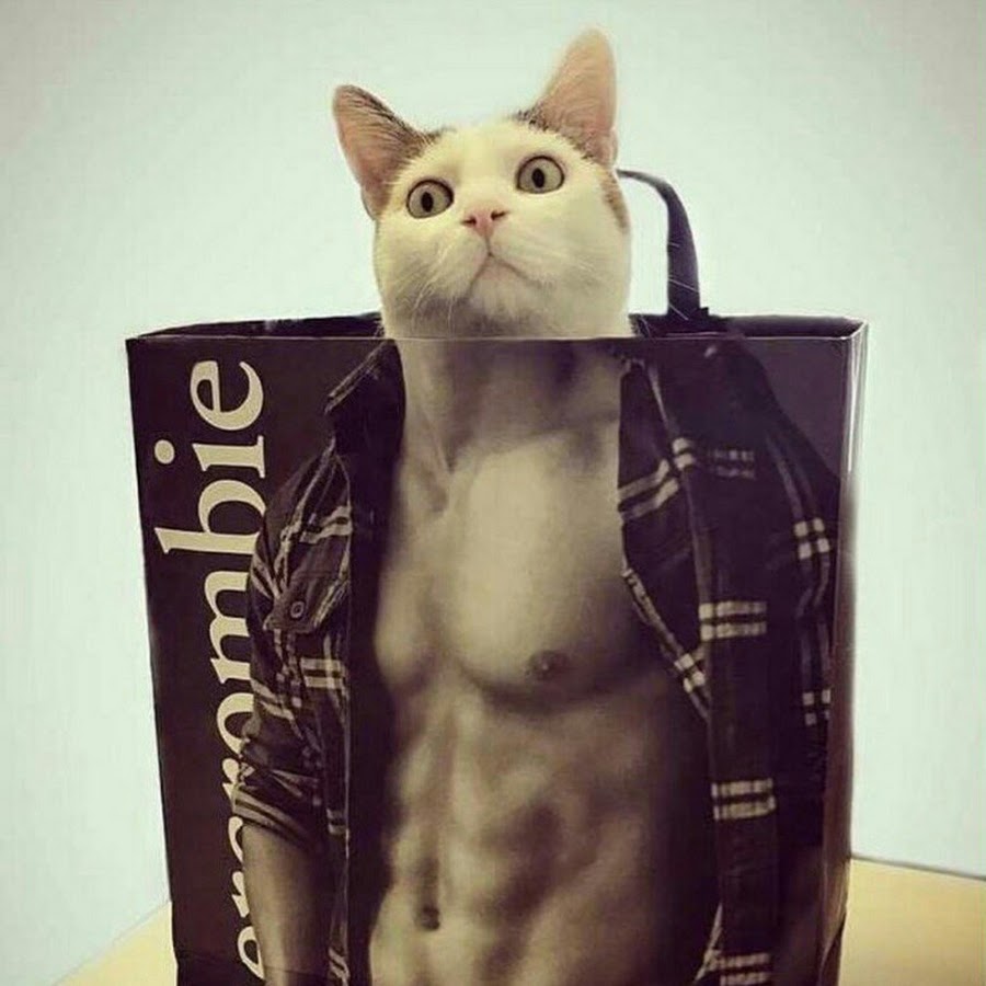 Торс кота