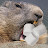 Marshmallow Marmot Avatar