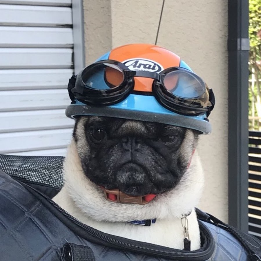 バイク犬デ ニーロチャンネル Youtube