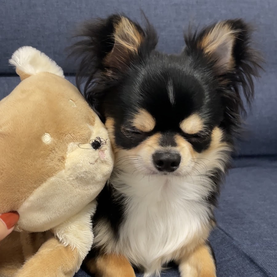 ロングコートチワワのこたろー Youtube