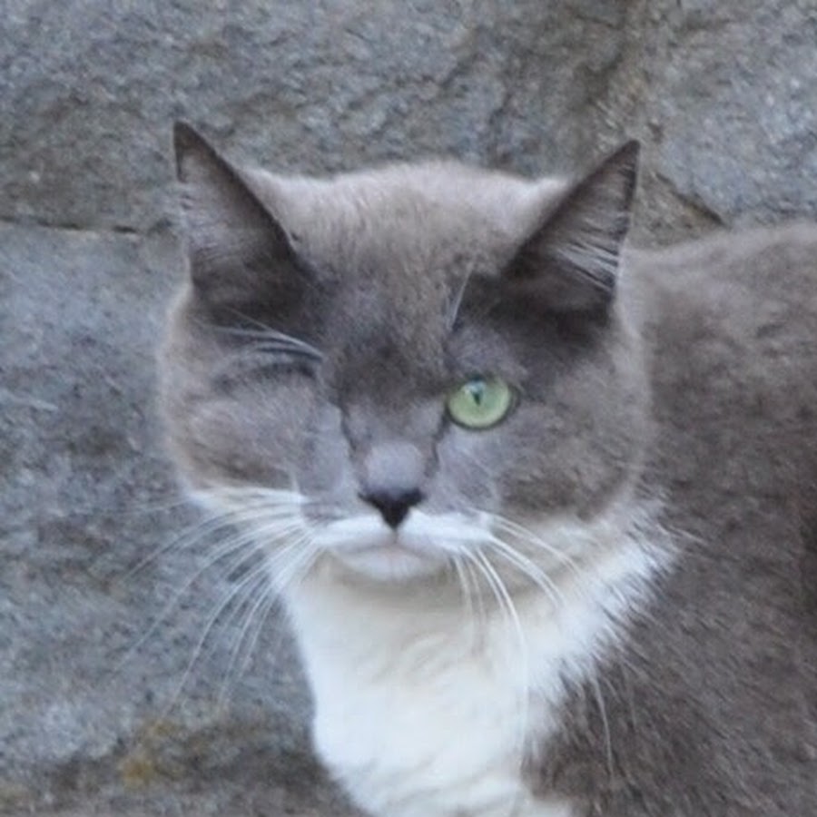 ちゅー猫チャンネル Youtube