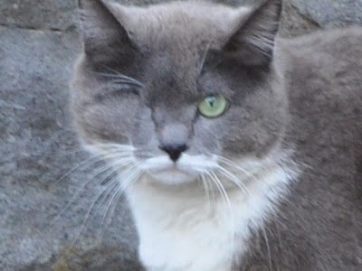 灰色 ねこ 173263-灰色 ネコ