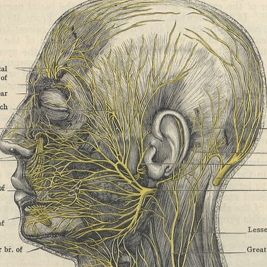 Лицевой нерв череп. Нервы головы анатомия. Нервы на голове человека. Нервные окончания на голове.