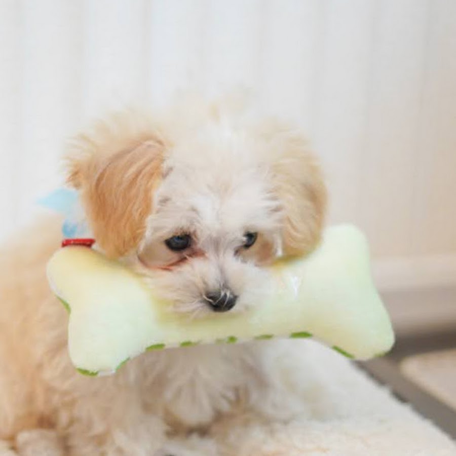 マルプー小太郎 Youtube