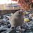 backyard birdwatch