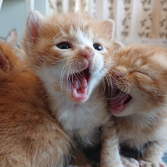 猫猫との暮らし
