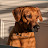 Joe Krypt Avatar
