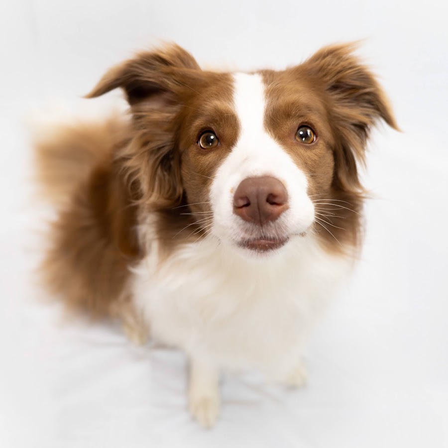 ボーダーコリー グリーティングカード Sale 66 Off