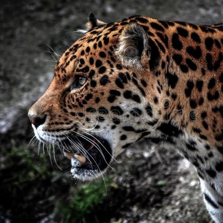 Jaguar side profile