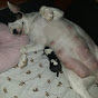Bull terrier Molly YouTube Profile Photo