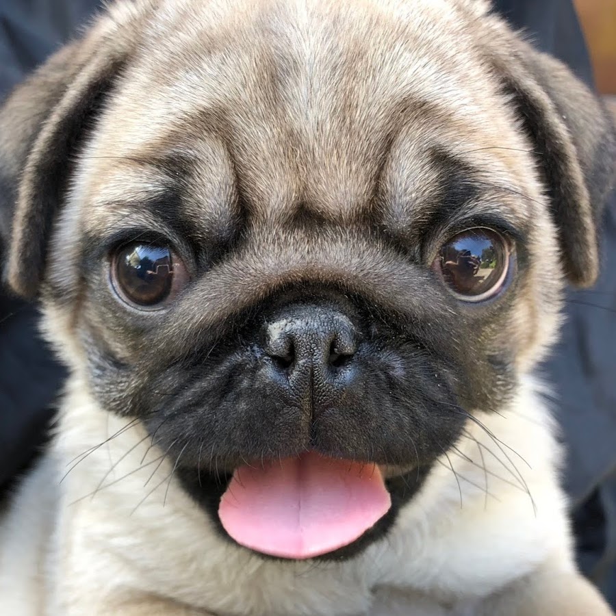 鼻ぺちゃ犬チャンネル Youtube