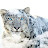 Snow Leopard