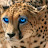 cheetah lady