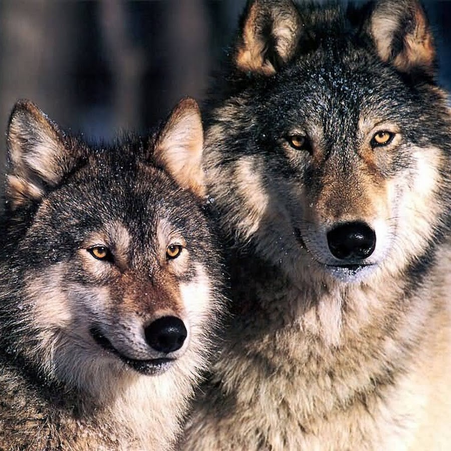 Волк с волчицей картинки