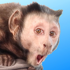 MonkeyBoo Channel icon