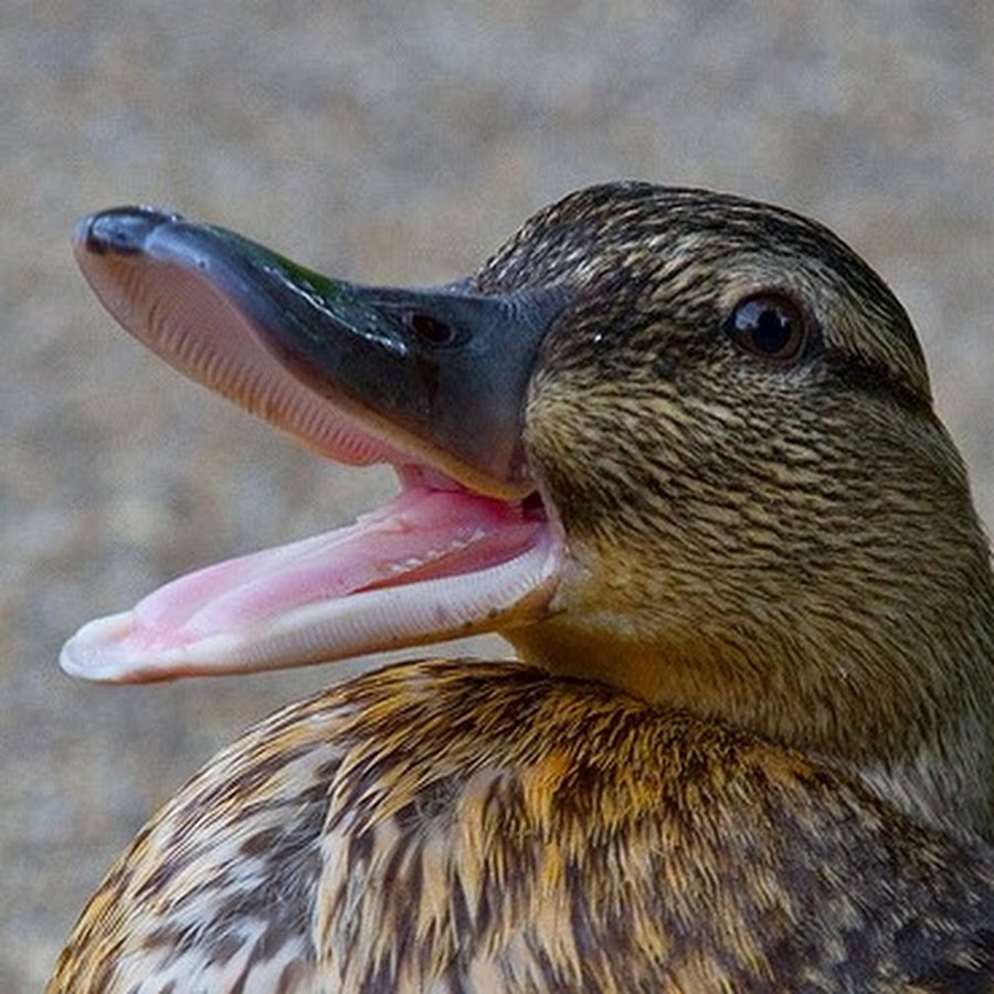 Утка кряква гнездо. Выглядит как утка крякает как утка. Утка кряква с утятами. Кряква утка. Селезень крякает.