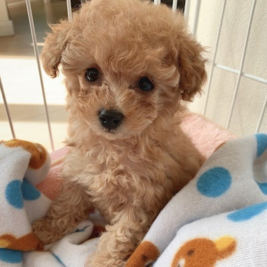 ティーカッププードルこむぎ Youtube