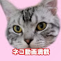 アメ推しチャンネル - 猫動画 -