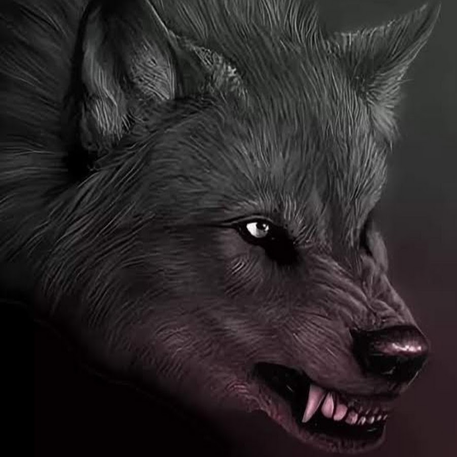 Злой черный волк картинки
