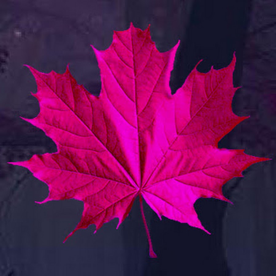 AMLnZu-v3C7YDcT7rLLzi3SSgzccdWHU7CtPpsFpWlcLsg=s900-c-k-c0x00ffffff-no-rj