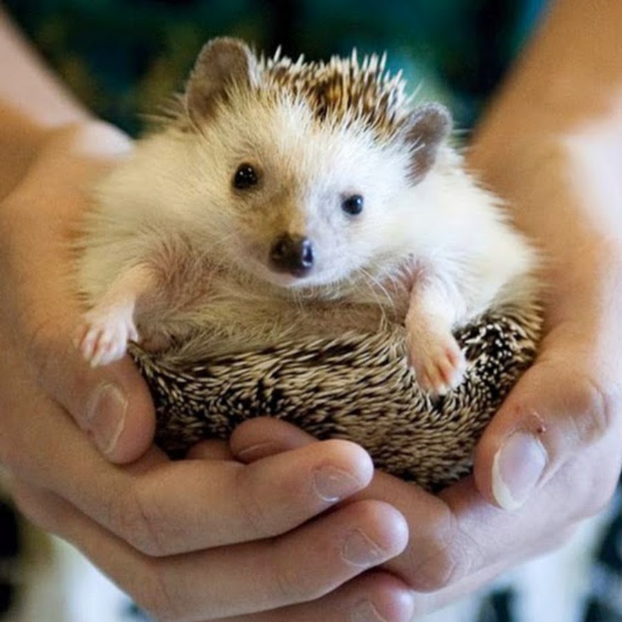 AMLnZu-wG6XgqbszkyeAZ3bmu7swpJy256kogVfWNief=s900-c-k-c0x00ffffff-no-rj