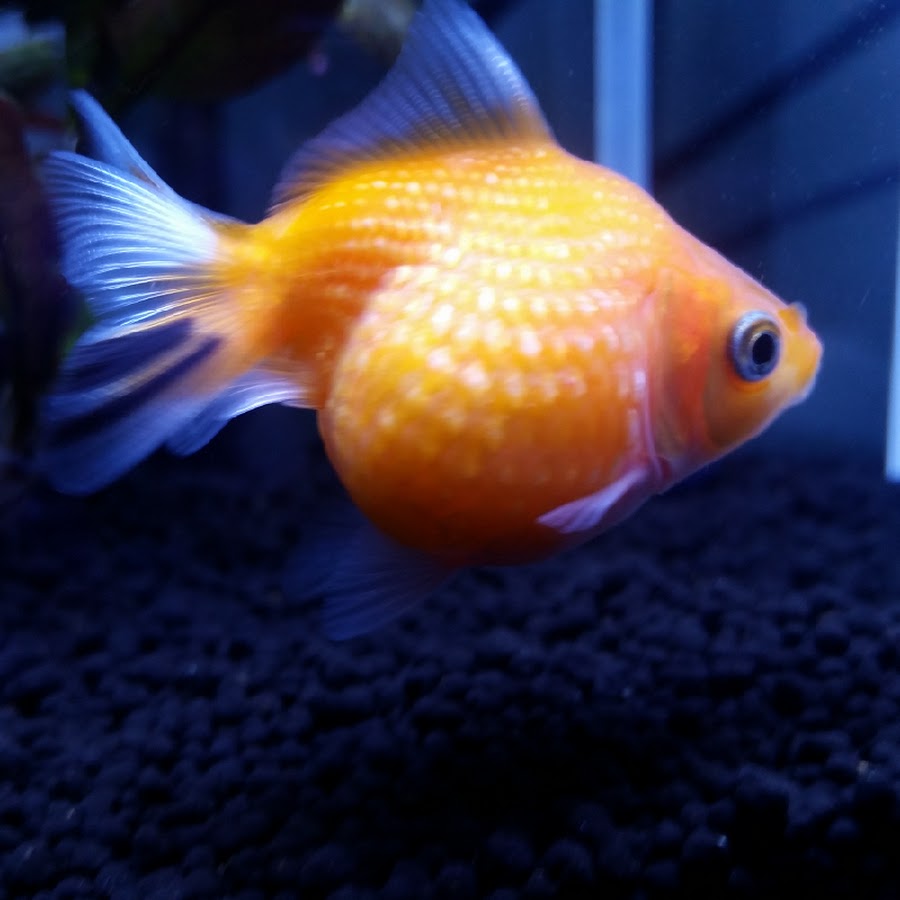 うちの金魚が世界一かわいい Youtube