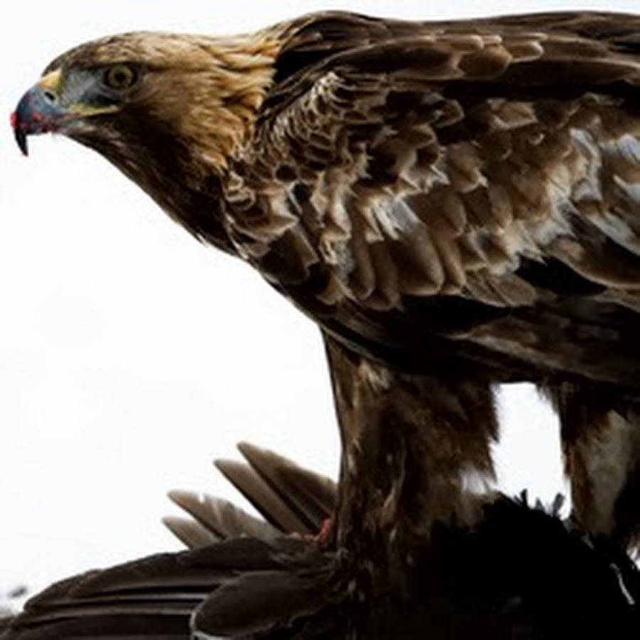 AMLnZuwbsSduiK0D6ARcfJnboofKegH55QinEFsxlA=s900ckc0x00ffffffnorj