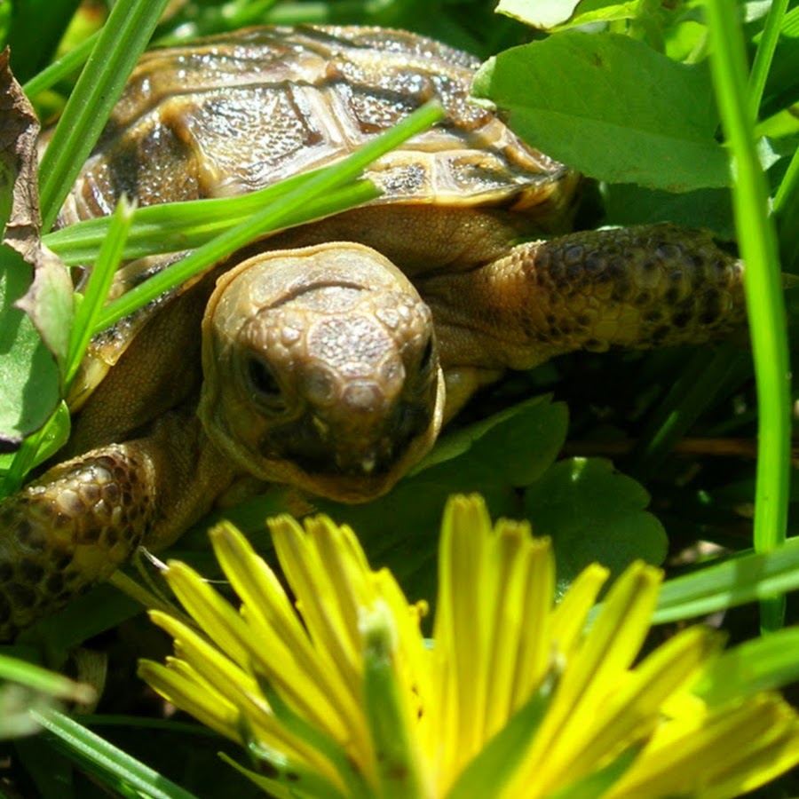 Ютуб черепахи. Среднеазиатская черепаха. Средиземноморская черепаха. Яйца среднеазиатской черепахи. Как размножаются черепахи в природе.