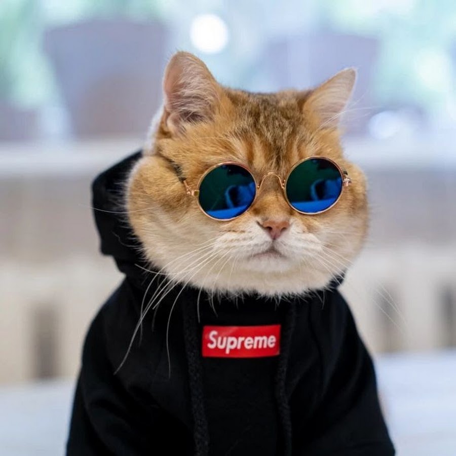 Крутой кот