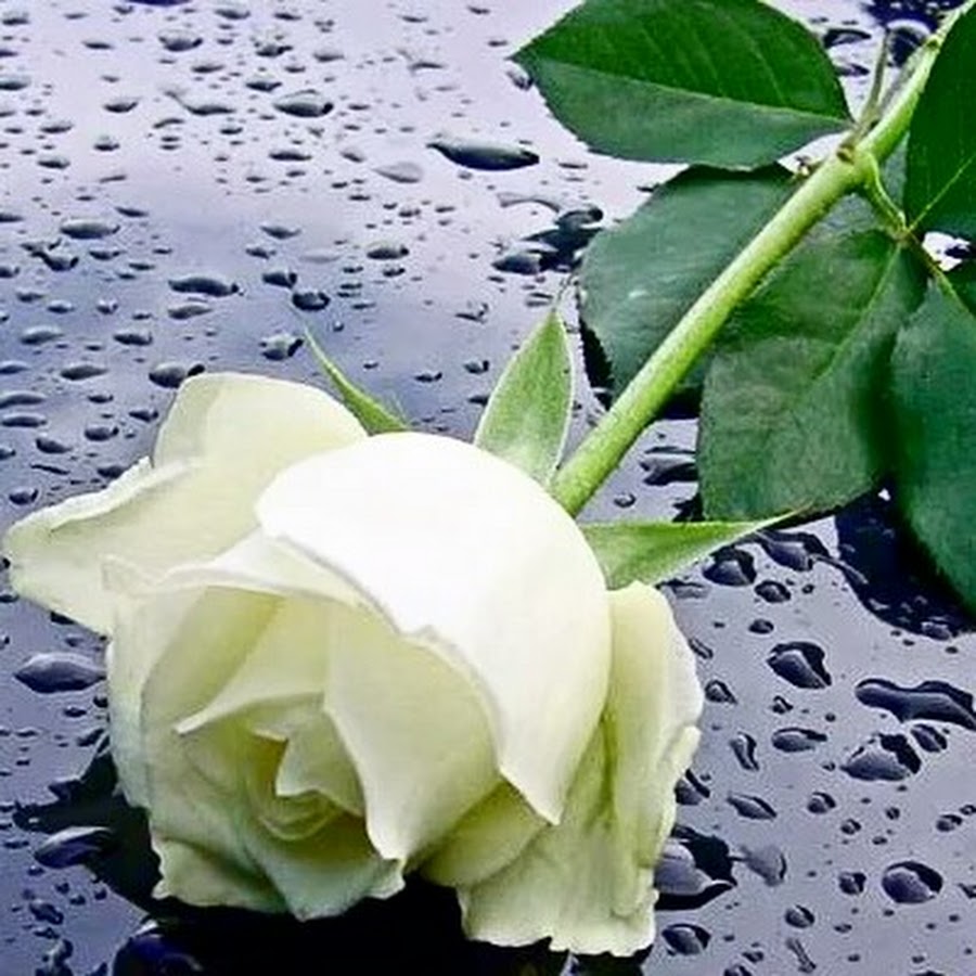 Белые розы плачут
