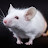 White Mouse