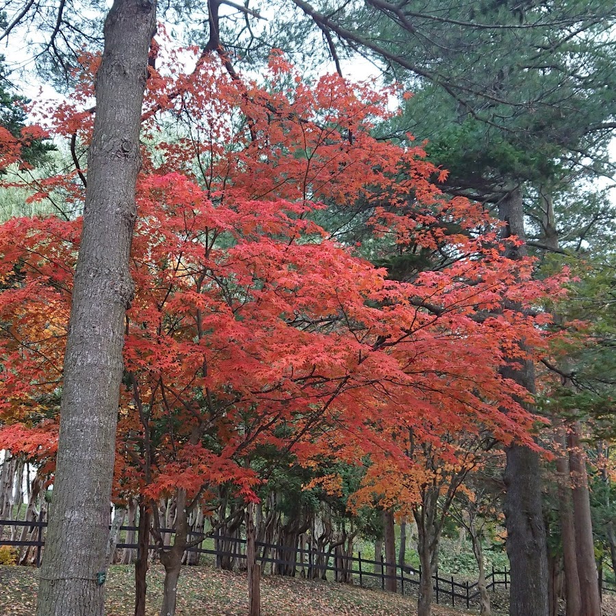 立花史也 Youtube