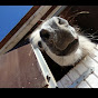 Polly horses YouTube Profile Photo