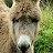 Furry Donkey