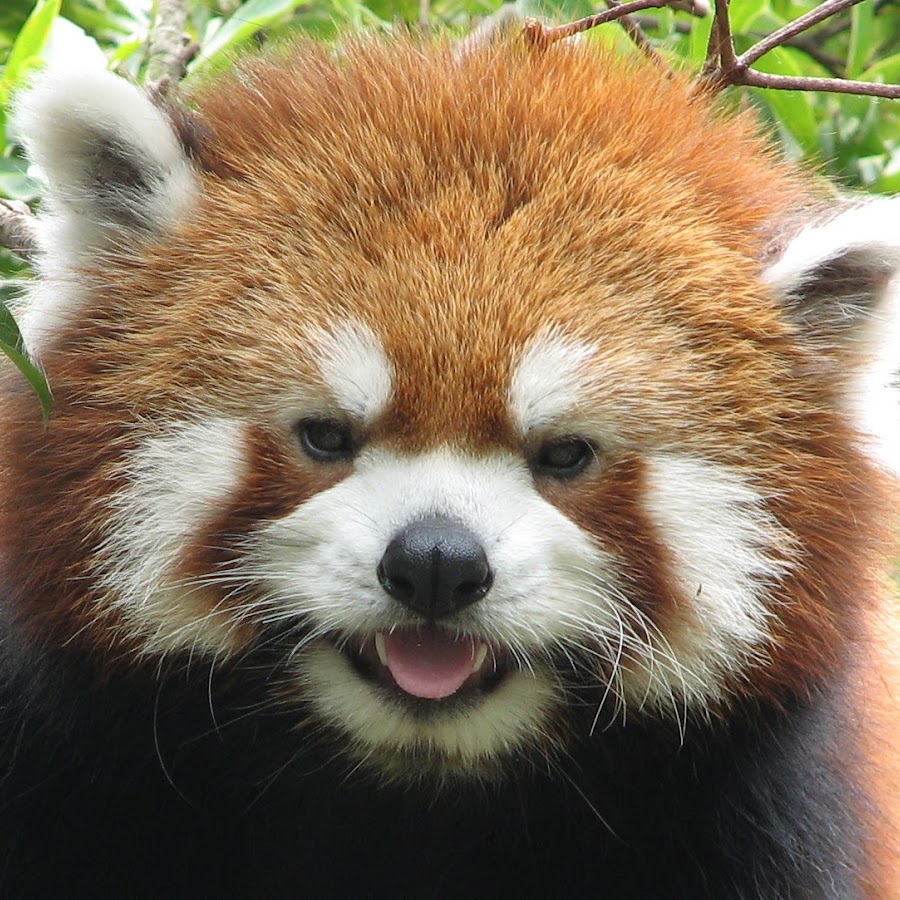 班田玲佐男 Youtube