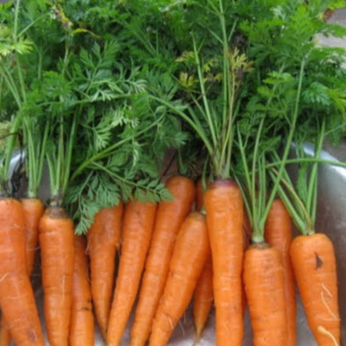 Deep South Homestead Net Worth & Earnings (2026)